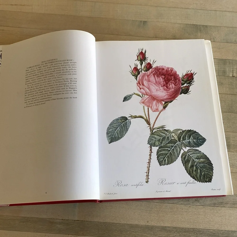 Redouté's Roses by P.J. Redouté - Picture 5 of 14
